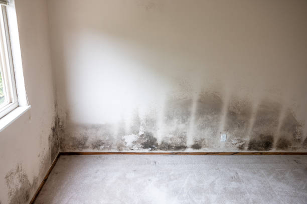 Best Mold Prevention Services  in , WI